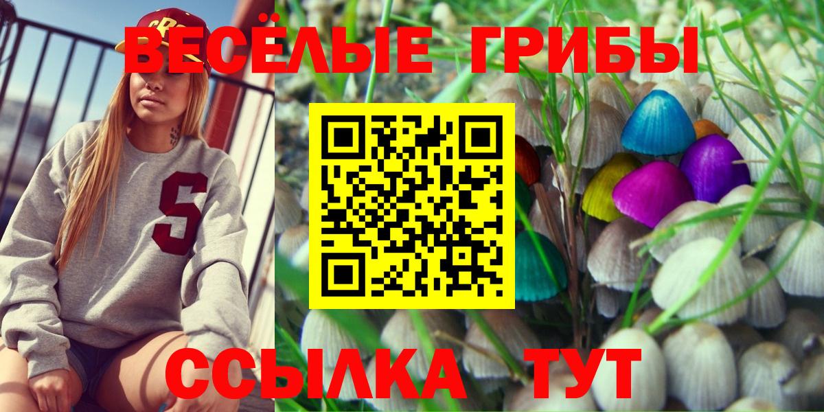 Псилоцибиновые грибы Psilocybe Курчатов