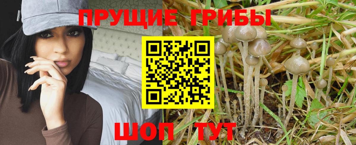 Галлюциногенные грибы GOLDEN TEACHER  Вход с VPN  Курчатов  Псилоцибиновые грибы Psilocybine cubensis 
